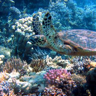 Subliminal wallpaper