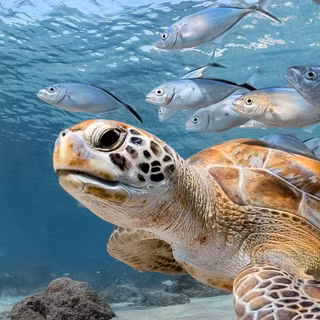 Aesthetic sea turtle wallpaper