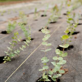 Eucalyptus autumn wallpaper
