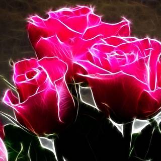 Red and pink roses wallpaper