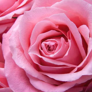 Red and pink roses wallpaper