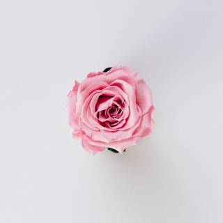 Red and pink roses wallpaper