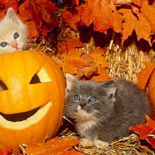 Cute cat Halloween wallpaper