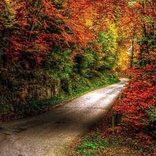 Autumn 11 Pro Max wallpaper