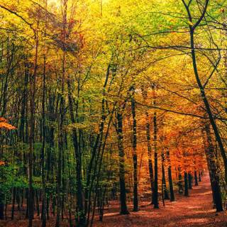 Autumn 11 Pro Max wallpaper