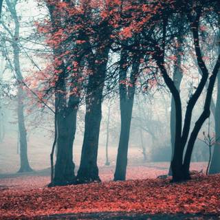 Autumn aesthetic HD wallpaper