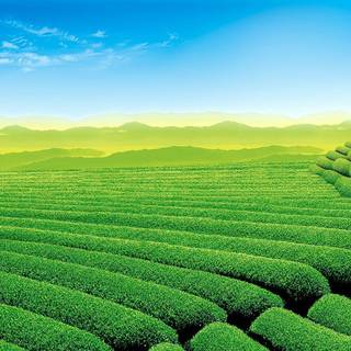 Tea estate wallpaper