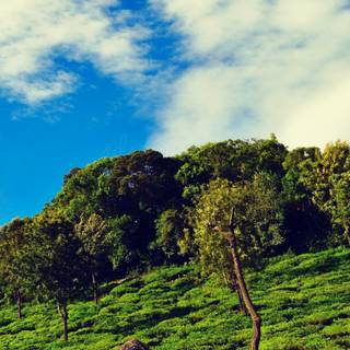 Tea estate wallpaper