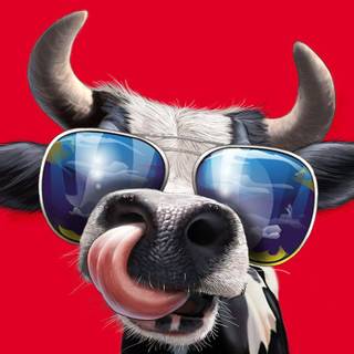Cows with glasses wallpaper