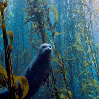 Kelp forest wallpaper