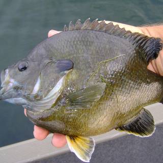 Bluegill wallpaper