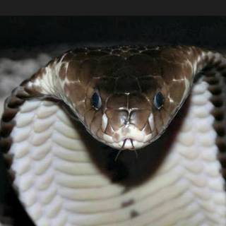 Spitting cobra wallpaper