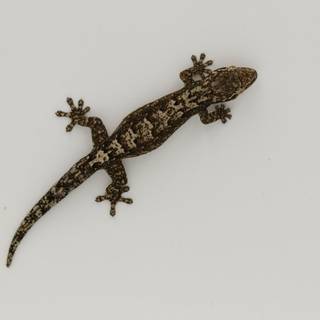 Schlegel's Japanese gecko wallpaper