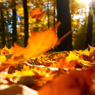 Autumn decoration wallpaper