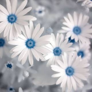 Cute summer flowers wallpaper