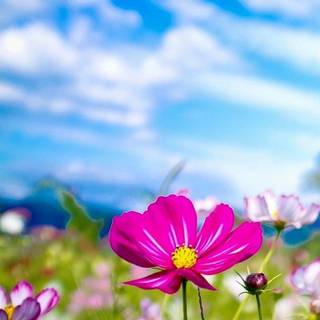 Cute summer flowers wallpaper