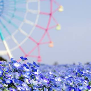 Cute summer flowers wallpaper