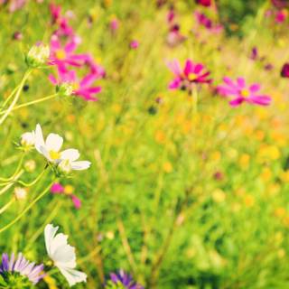 Cute summer flowers wallpaper