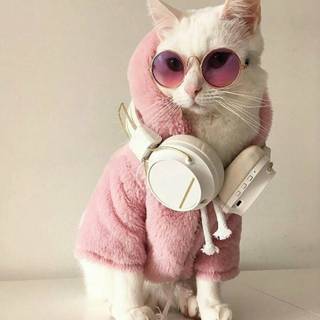 Crazy cats wallpaper