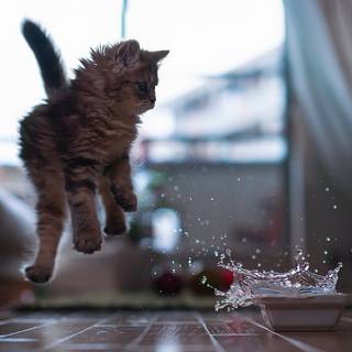 Crazy cats wallpaper