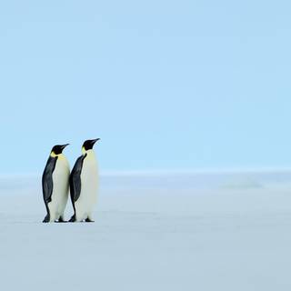 Penguin on ice wallpaper