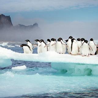 Penguin on ice wallpaper