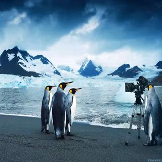 Penguin on ice wallpaper