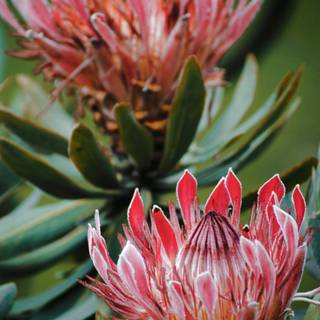 Protea Android wallpaper