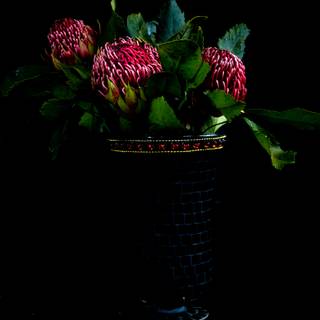 Protea Android wallpaper