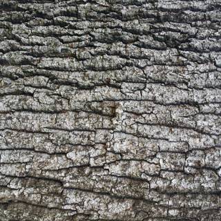 Tree bark wallpaper