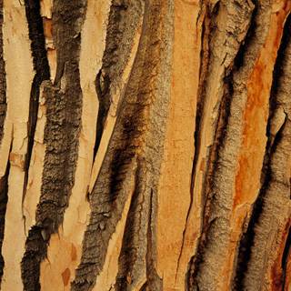 Tree bark wallpaper