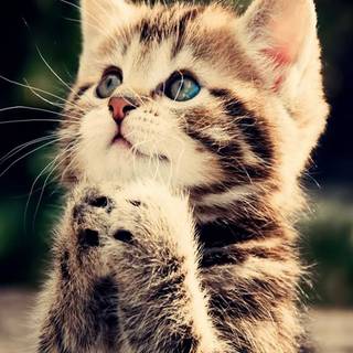 HD kitten mobile wallpaper