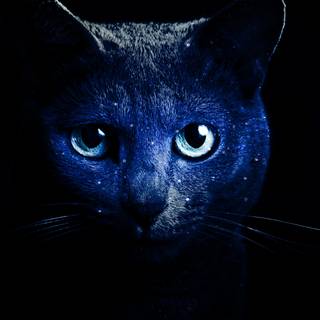 Desktop animal HD wallpaper