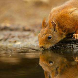 Desktop animal HD wallpaper