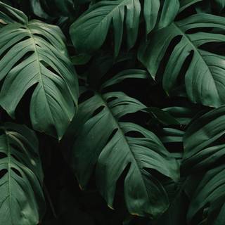 Amoled leaves 4k wallpaper