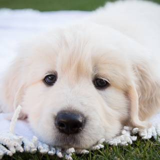 Autumn Great Pyrenees wallpaper