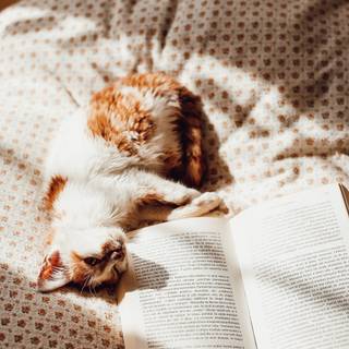 Cat and book autumn wallpaper