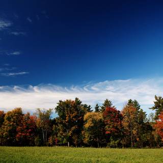 Autumn forest meadow wallpaper