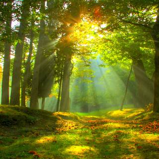 Autumn forest meadow wallpaper