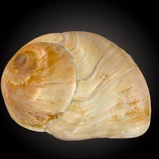 Moon snail wallpaper