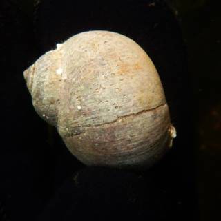 Moon snail wallpaper