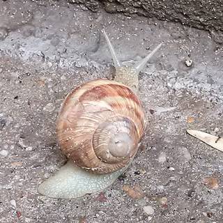 Moon snail wallpaper