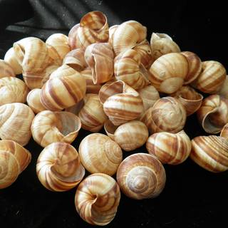 Moon snail wallpaper