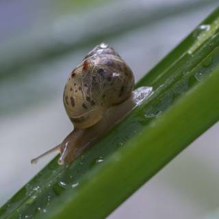 Moon snail wallpaper