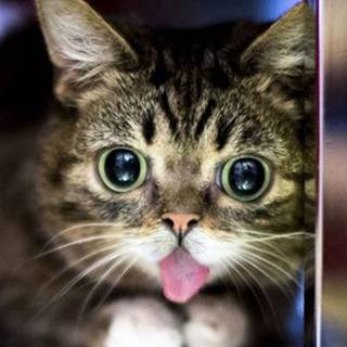 Lil Bub wallpaper