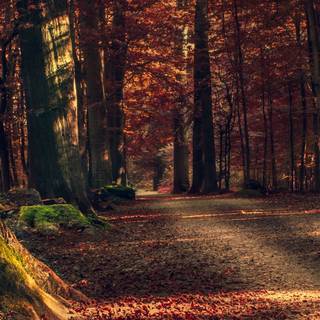 Nature iPhone 11 Pro Max wallpaper