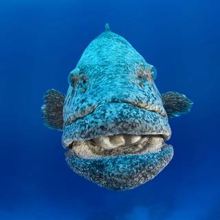 Grouper wallpaper