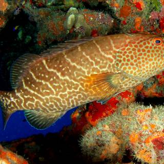 Grouper wallpaper