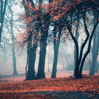 Autumn 4k desktop wallpaper