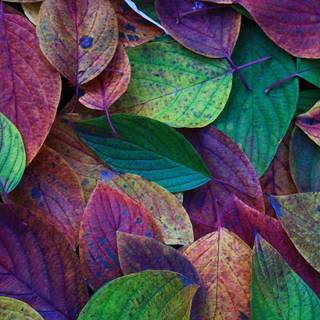 Colorful flowers leaves wallpaper